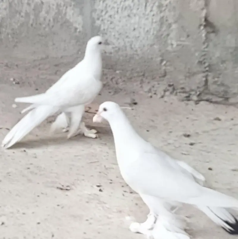 sherazi pigeons — photo 3