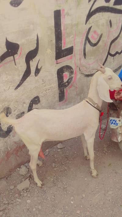 bakri  dudh wali 4dant