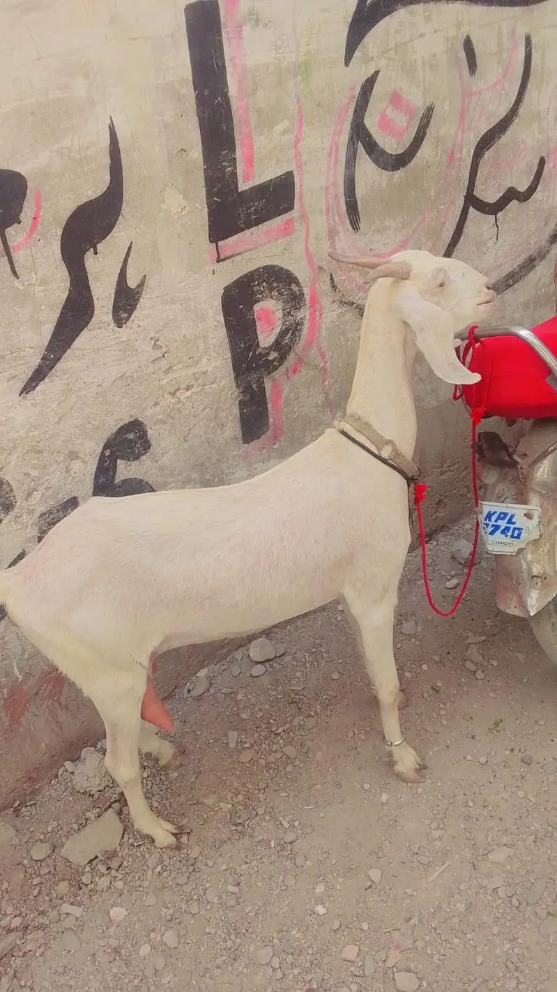 bakri  dudh wali 4dant — photo 2