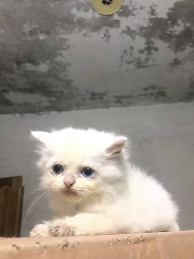 Persian Kittens For Sale