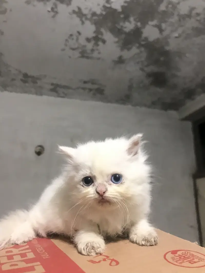 Persian Kittens For Sale — photo 2