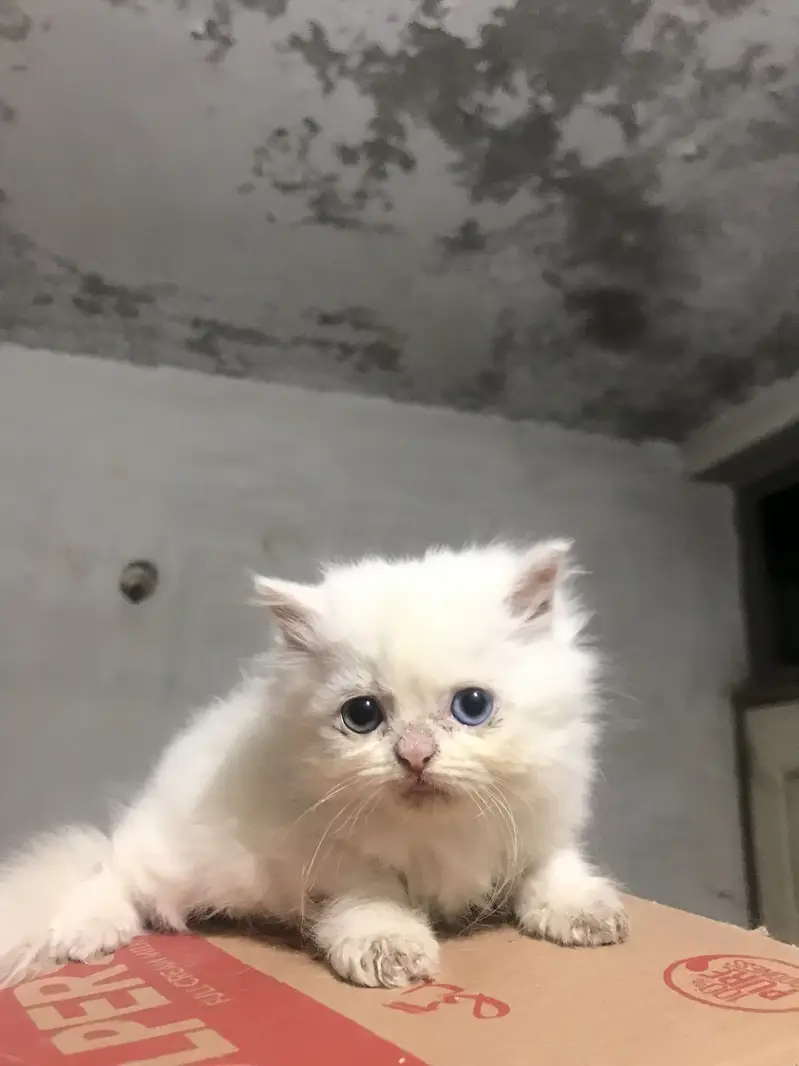 Persian Kittens For Sale — photo 3