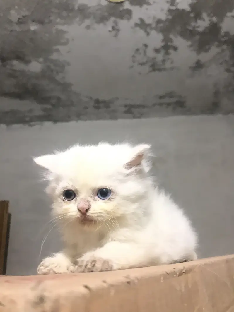 Persian Kittens For Sale — photo 4