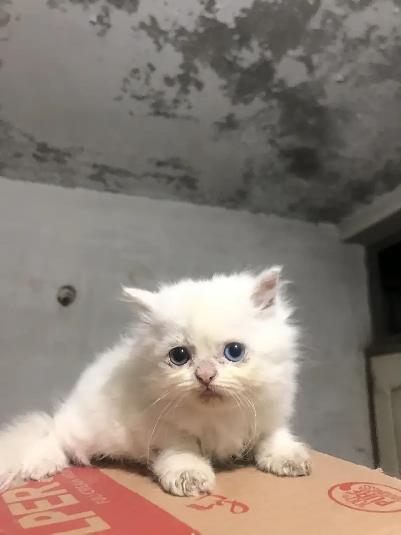 Persian Kittens For Sale — photo 5