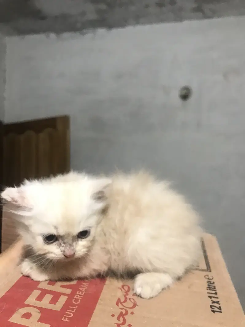 Persian Kittens For Sale — photo 6