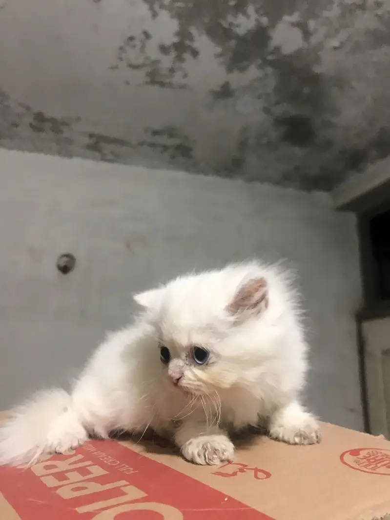 Persian Kittens For Sale — photo 7