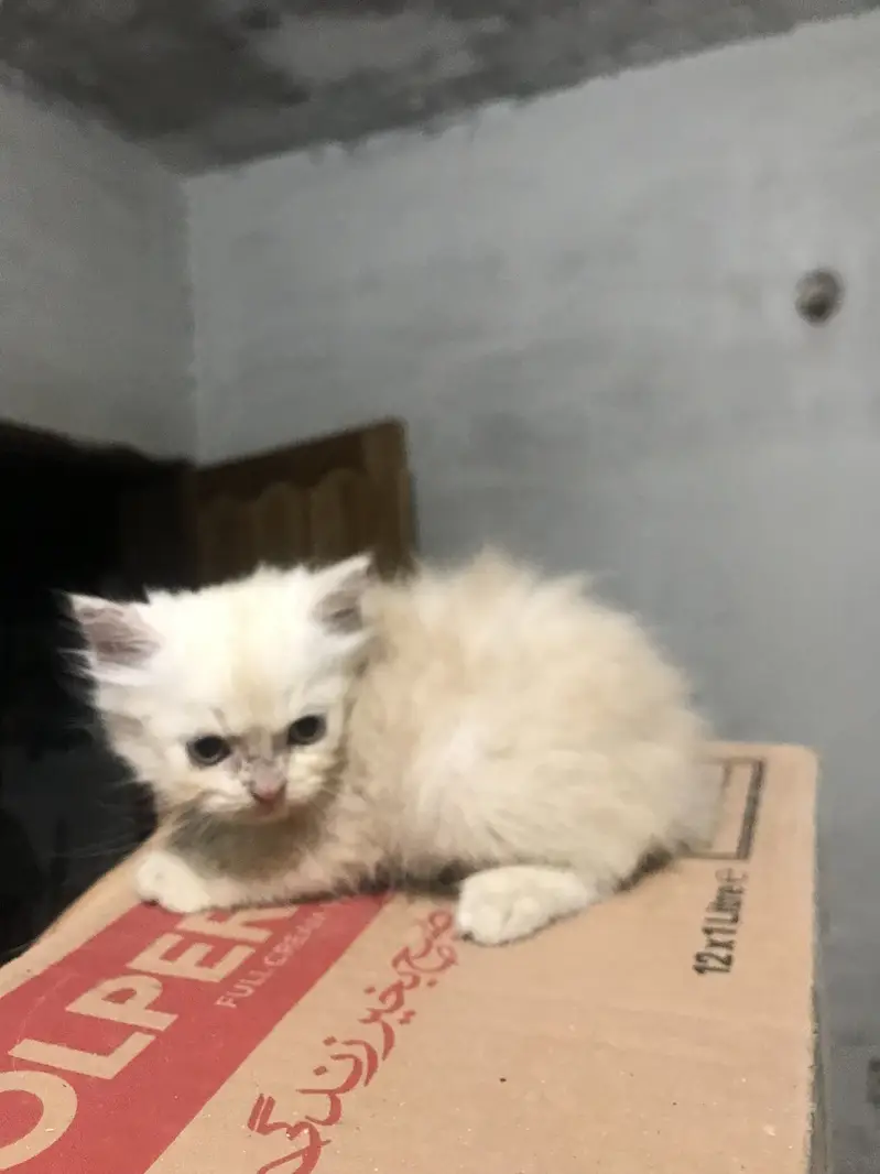 Persian Kittens For Sale — photo 8