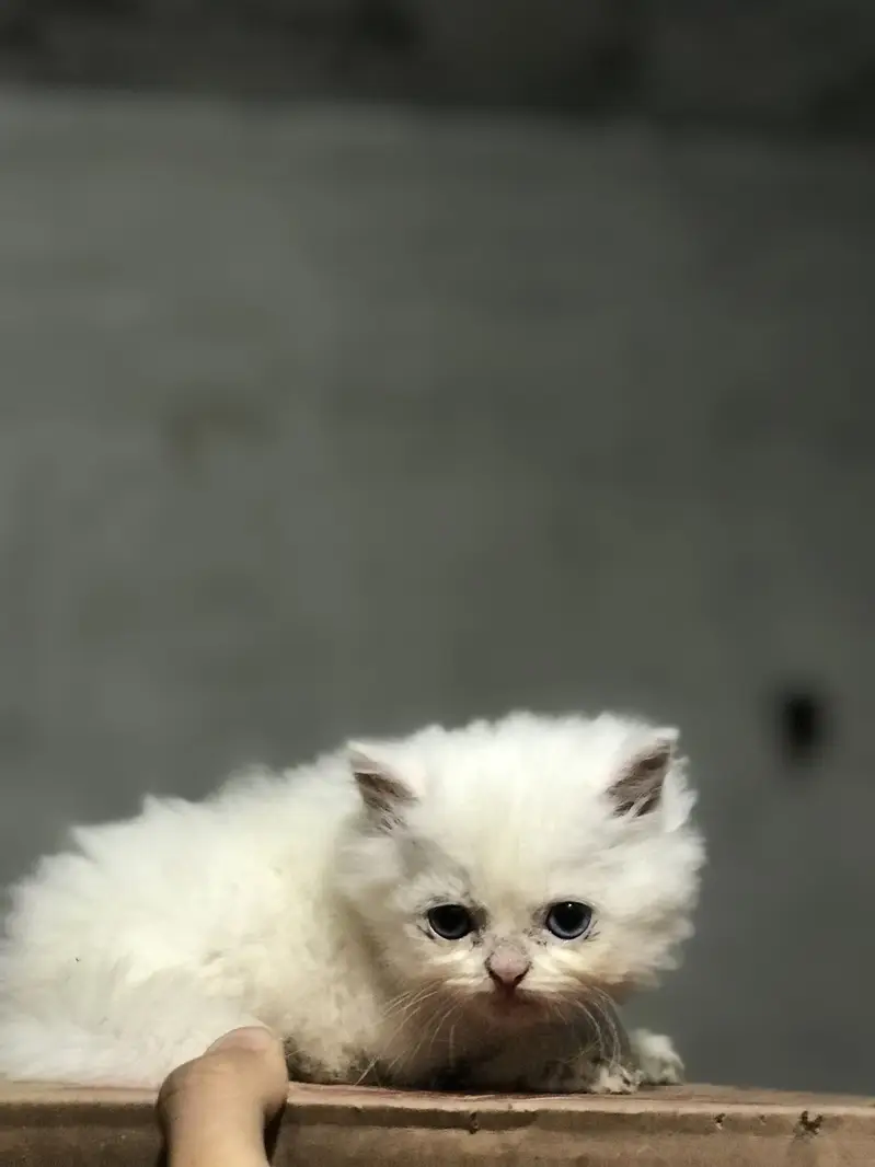 Persian Kittens For Sale — photo 9