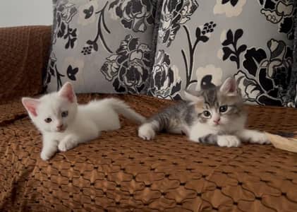 2 male kittens