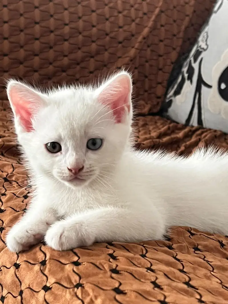2 male kittens — photo 2