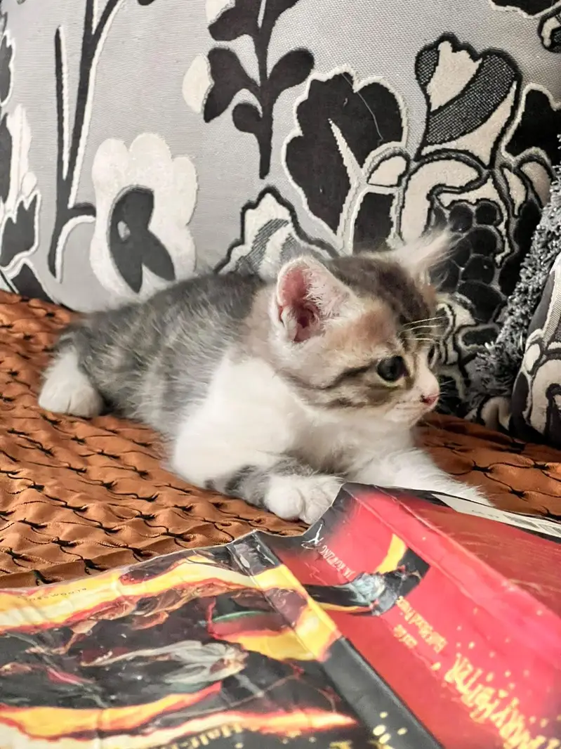 2 male kittens — photo 5