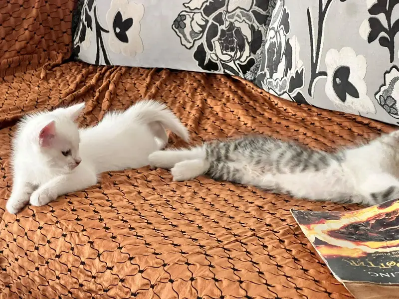 2 male kittens — photo 7