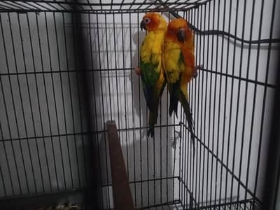 Sun conure breeder pair with DNA