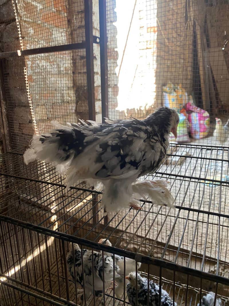 poultry form 0