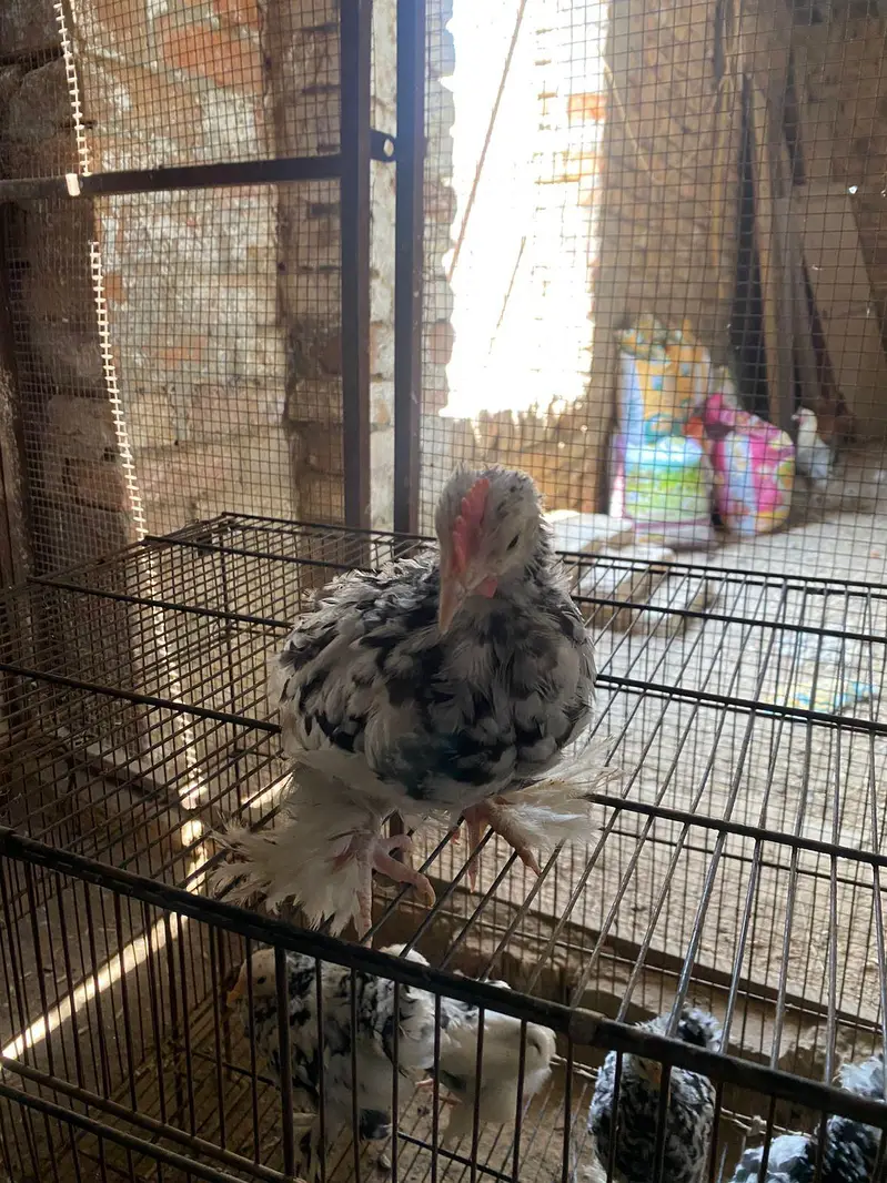poultry form — photo 2