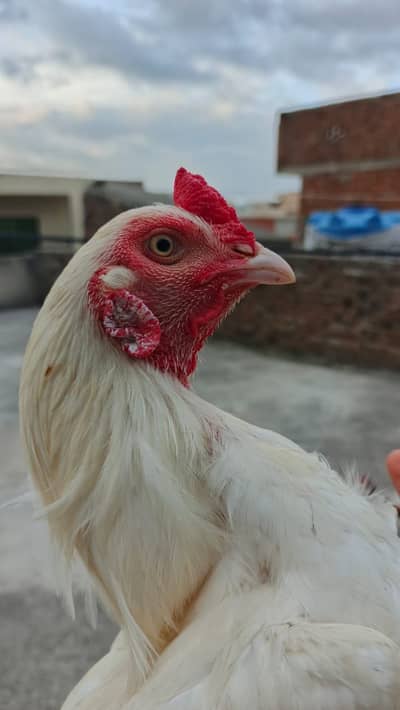 Here’s murga for sale
