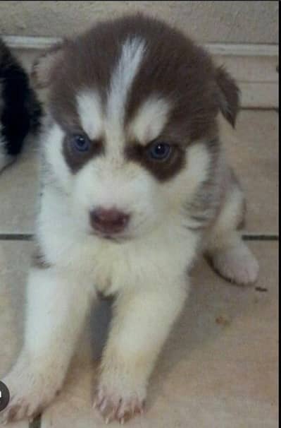 husky puppies