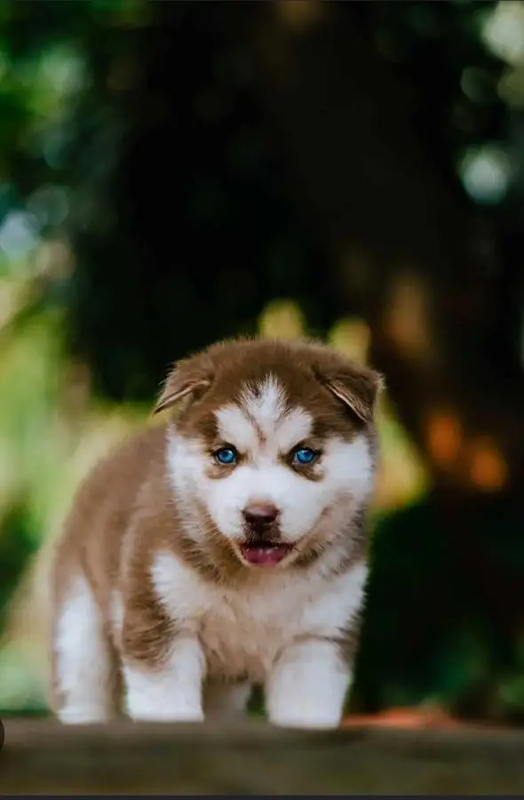 husky puppies — photo 2