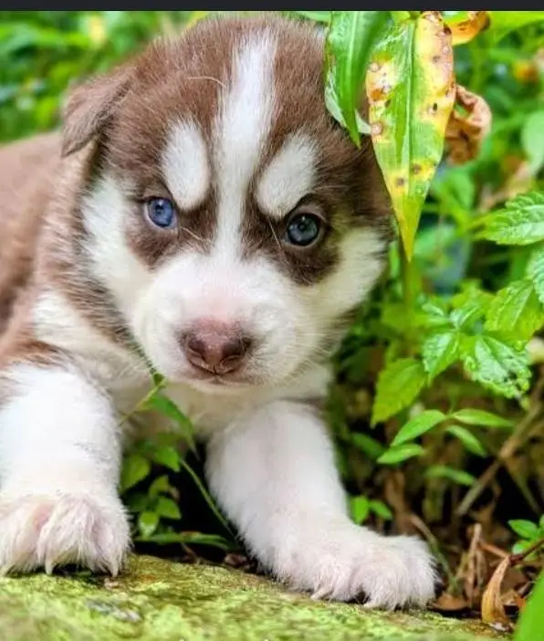 husky puppies — photo 3