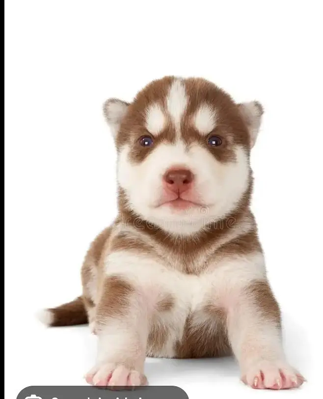 husky puppies — photo 4