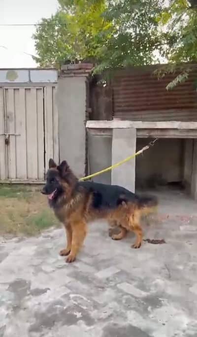 pedigree pair available