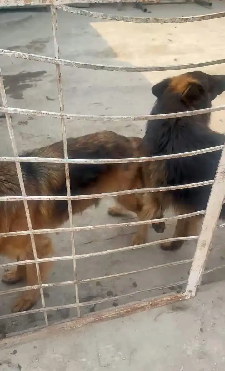 pedigree pair available — photo 7