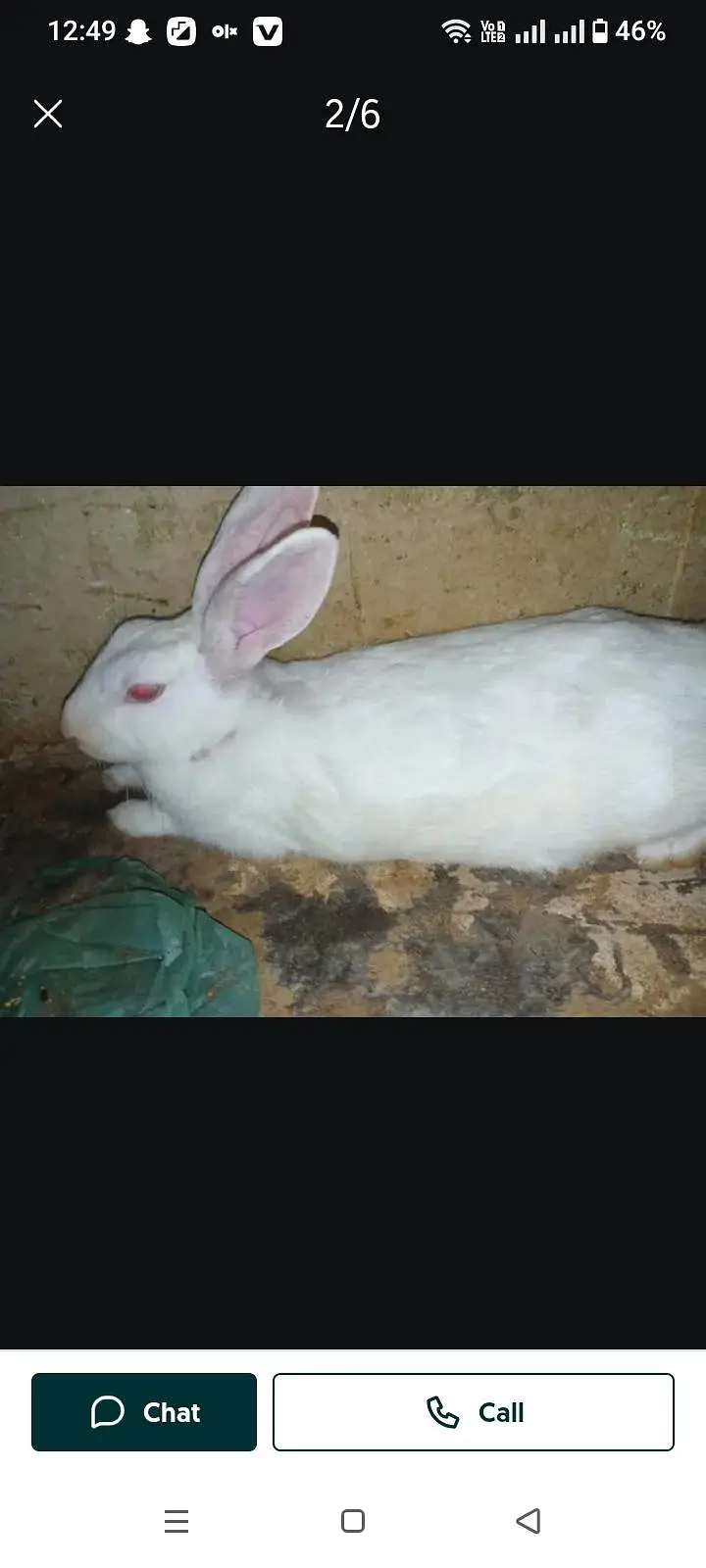 rabbit size Mai barae h — photo 2