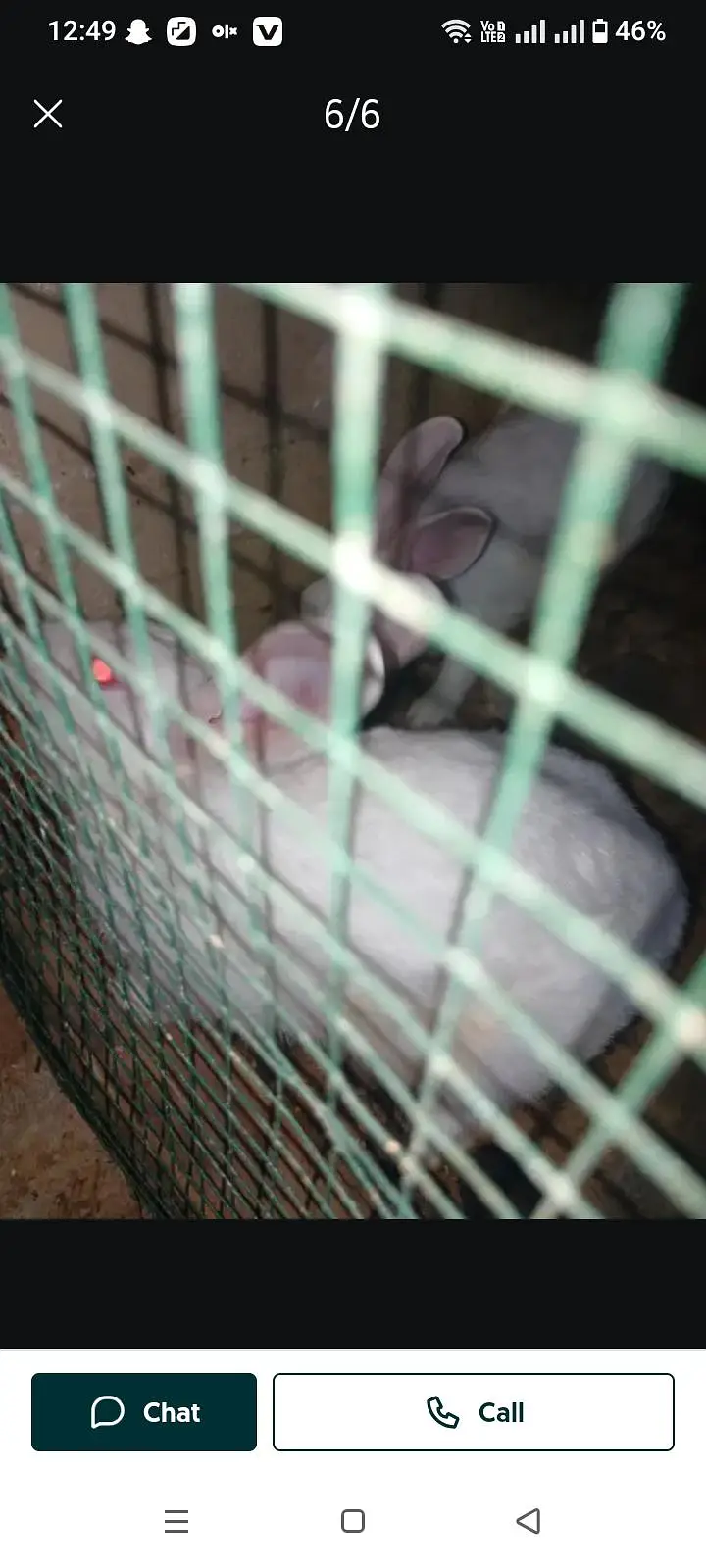 rabbit size Mai barae h — photo 3