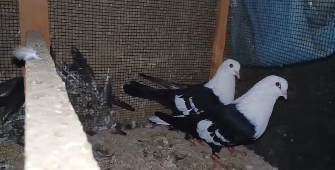 black karbalai gandedar breeder pair