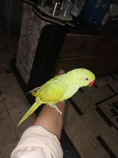 Green parrot male