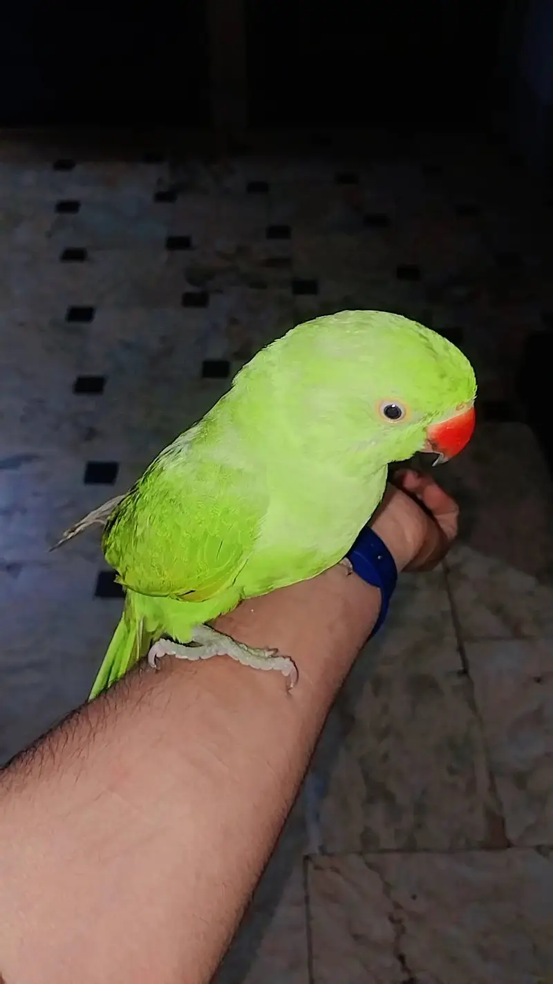Green parrot male — photo 2