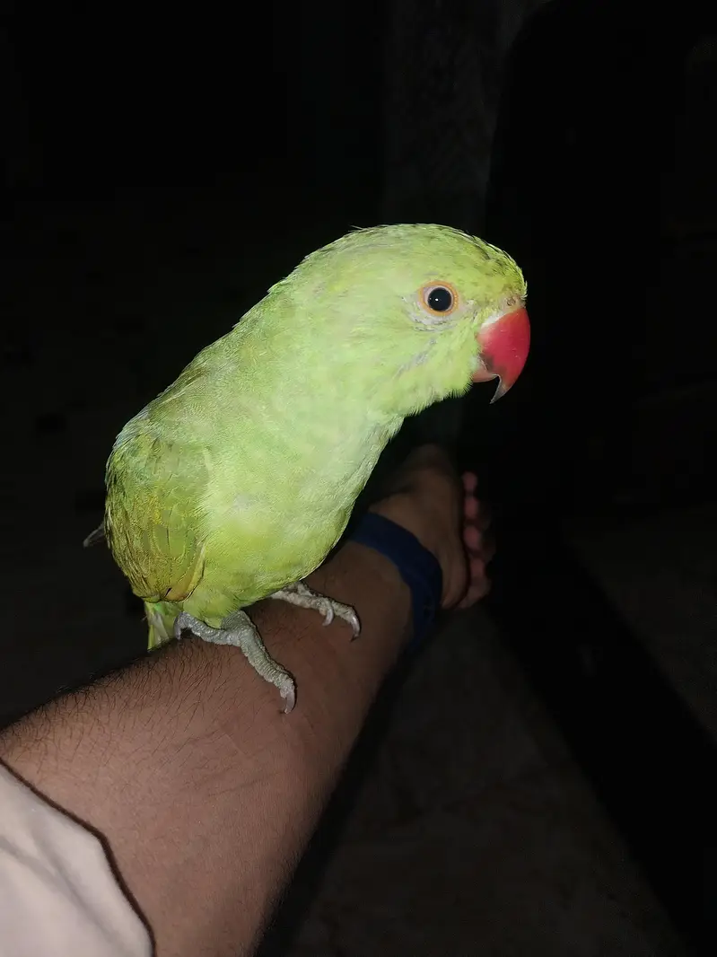 Green parrot male — photo 3