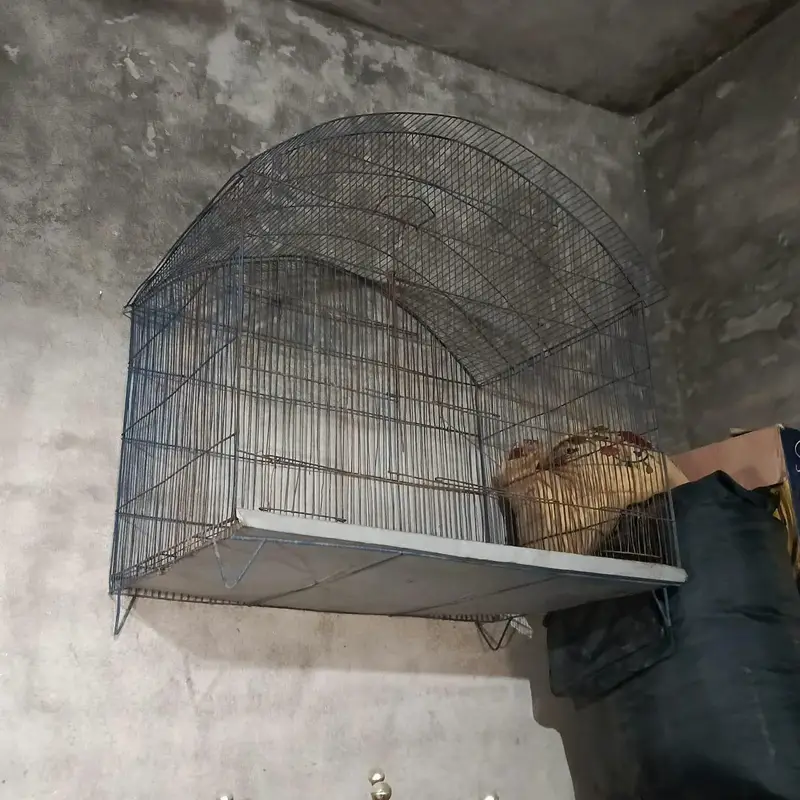 all cage sale
