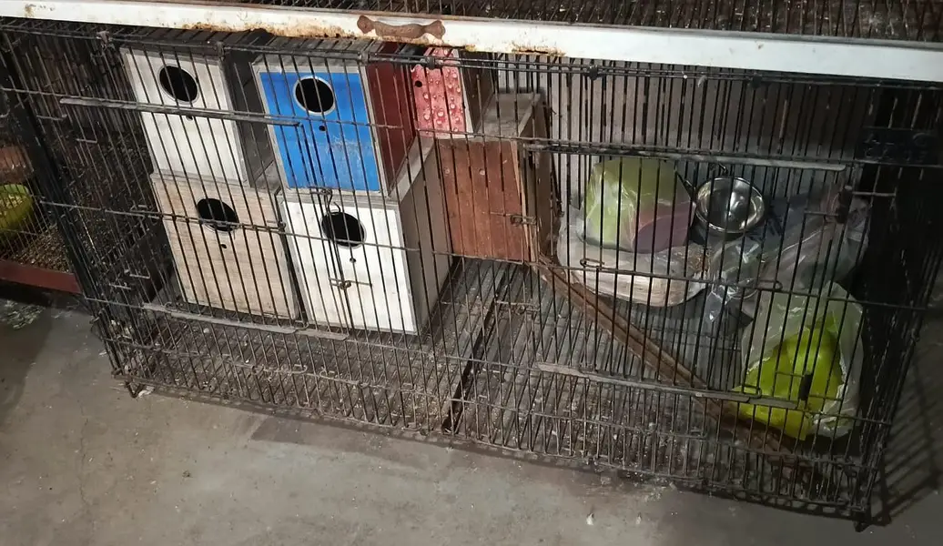 all cage sale — photo 2