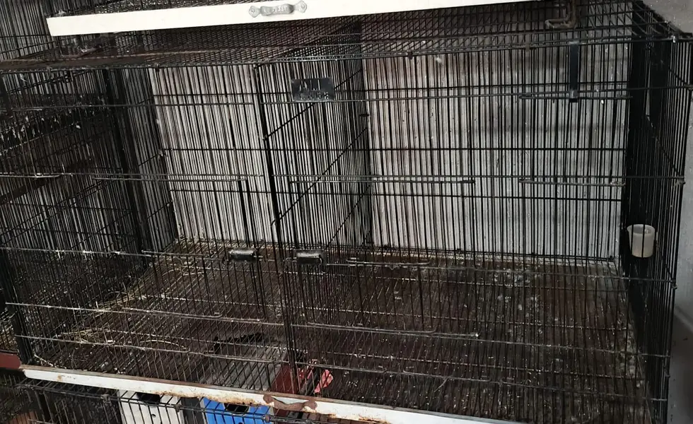 all cage sale — photo 4