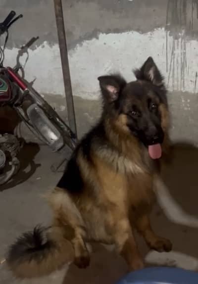 Pink pedigree long Coat german shephard  male for sale