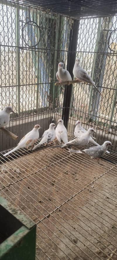 Red pied & Blue pied dove pairs for sale