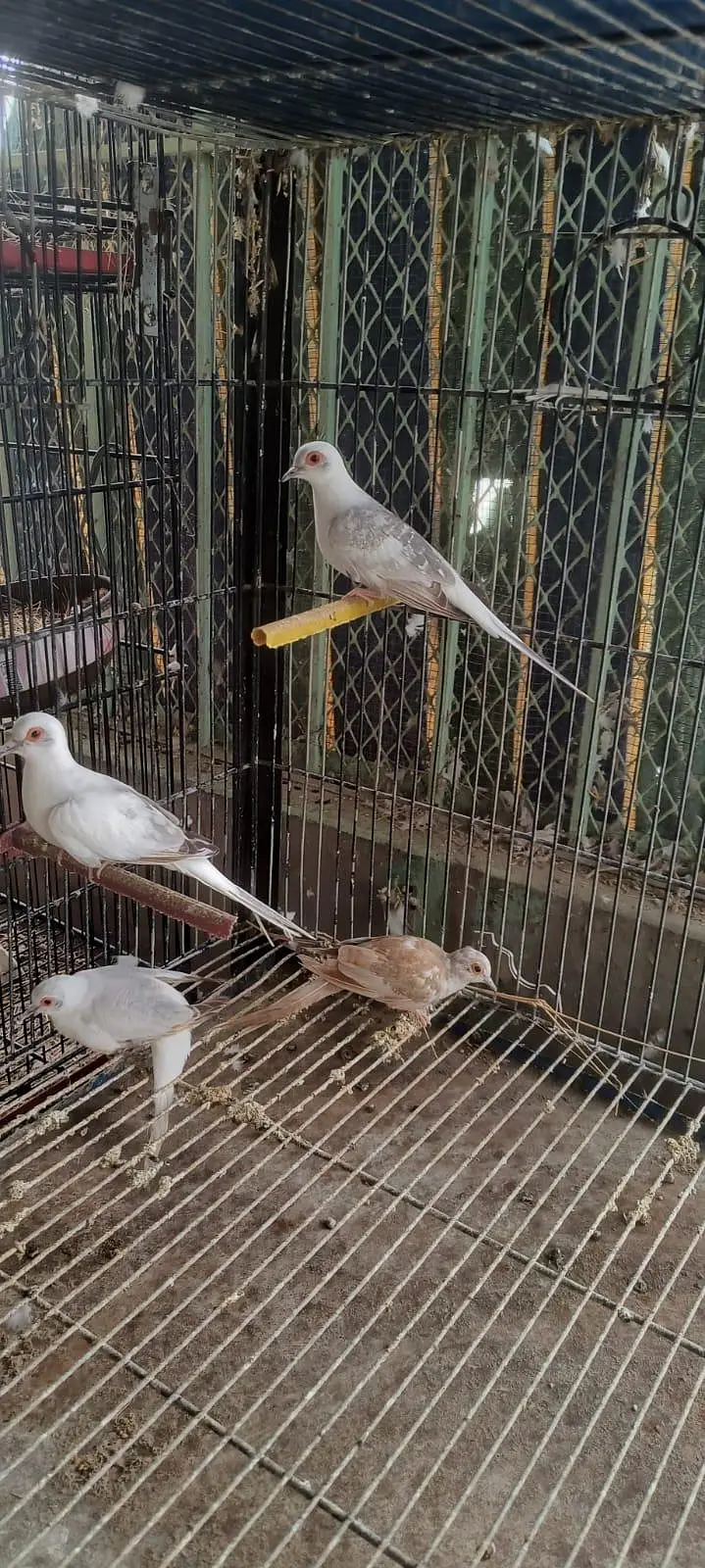 Red pied & Blue pied dove pairs for sale — photo 2