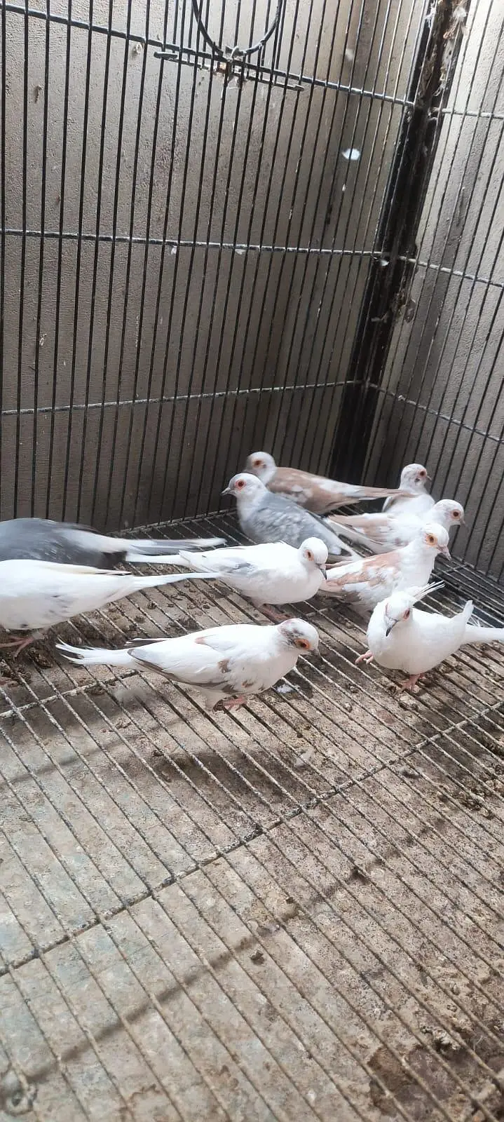 Red pied & Blue pied dove pairs for sale — photo 3