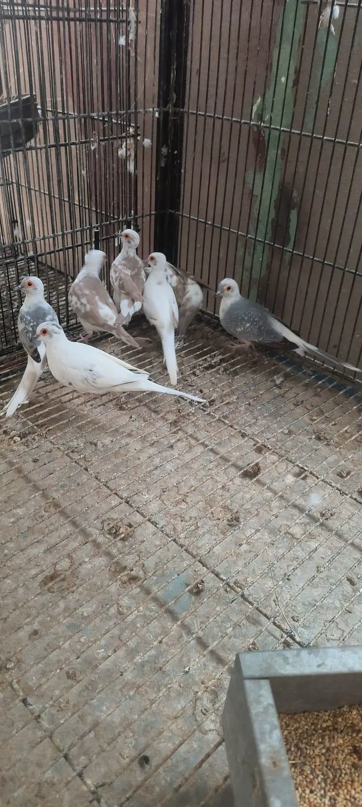 Red pied & Blue pied dove pairs for sale — photo 4