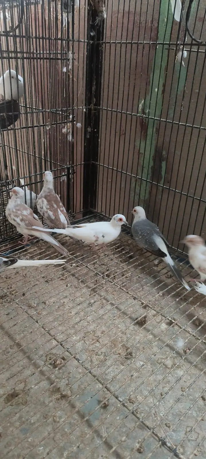 Red pied & Blue pied dove pairs for sale — photo 5