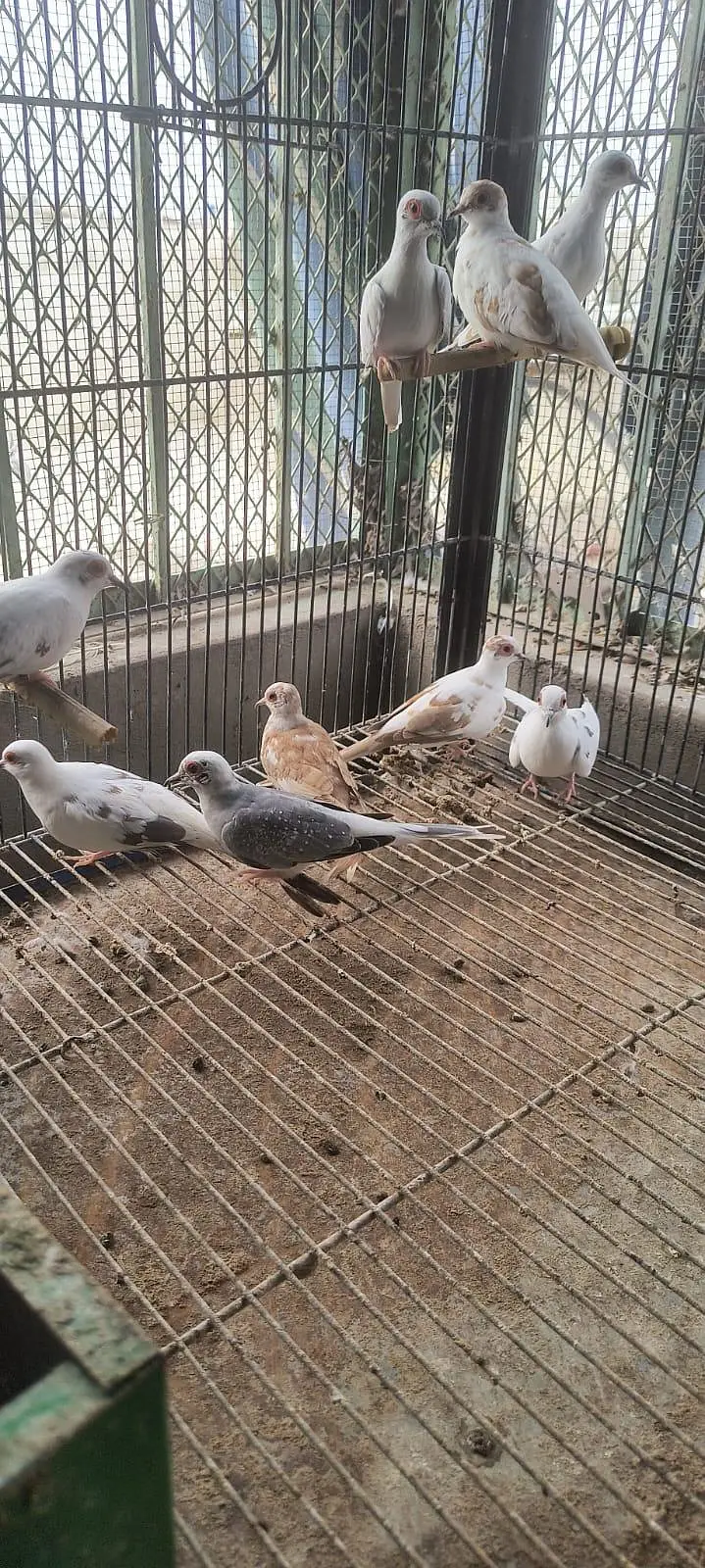 Red pied & Blue pied dove pairs for sale — photo 6