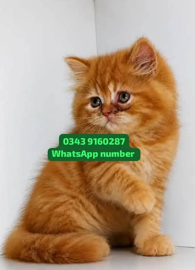 ( Persian Female Kitten ) For sale ( vaccinated )