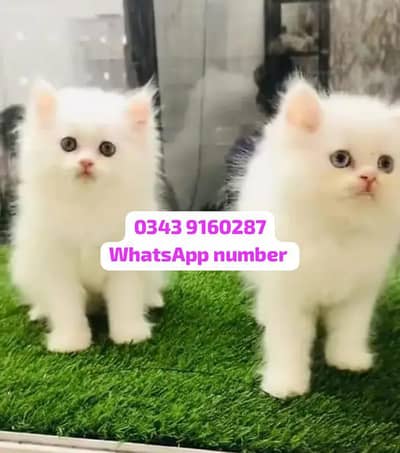 ( Persian Female Kitten ) For sale ( vaccinated )