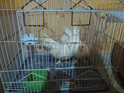 For sale with cage