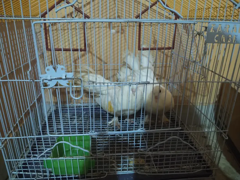 For sale with cage