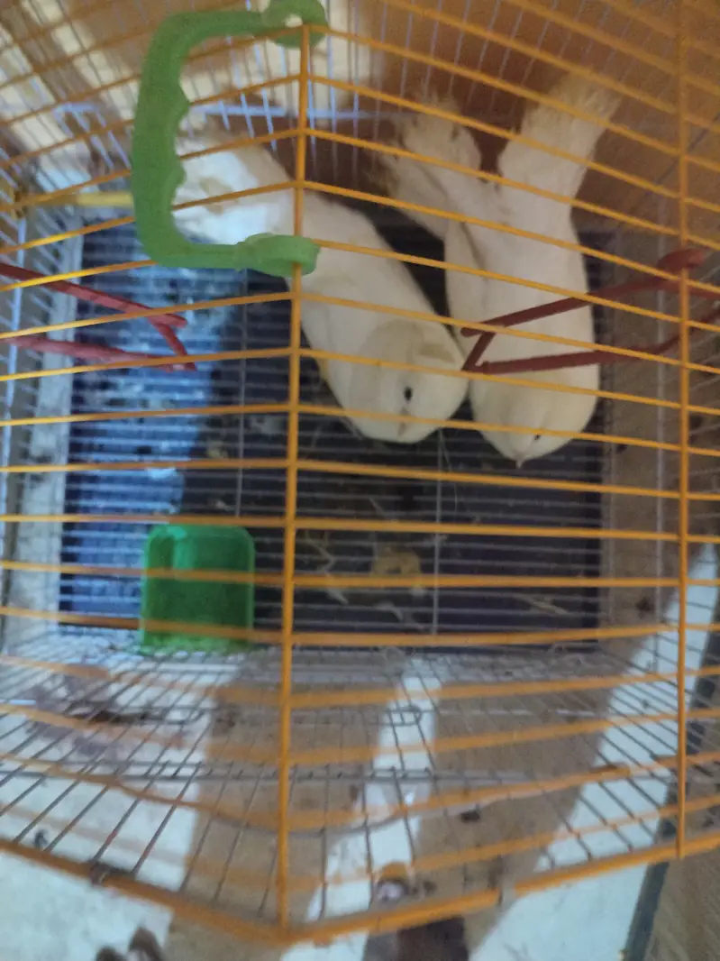 For sale with cage — photo 2