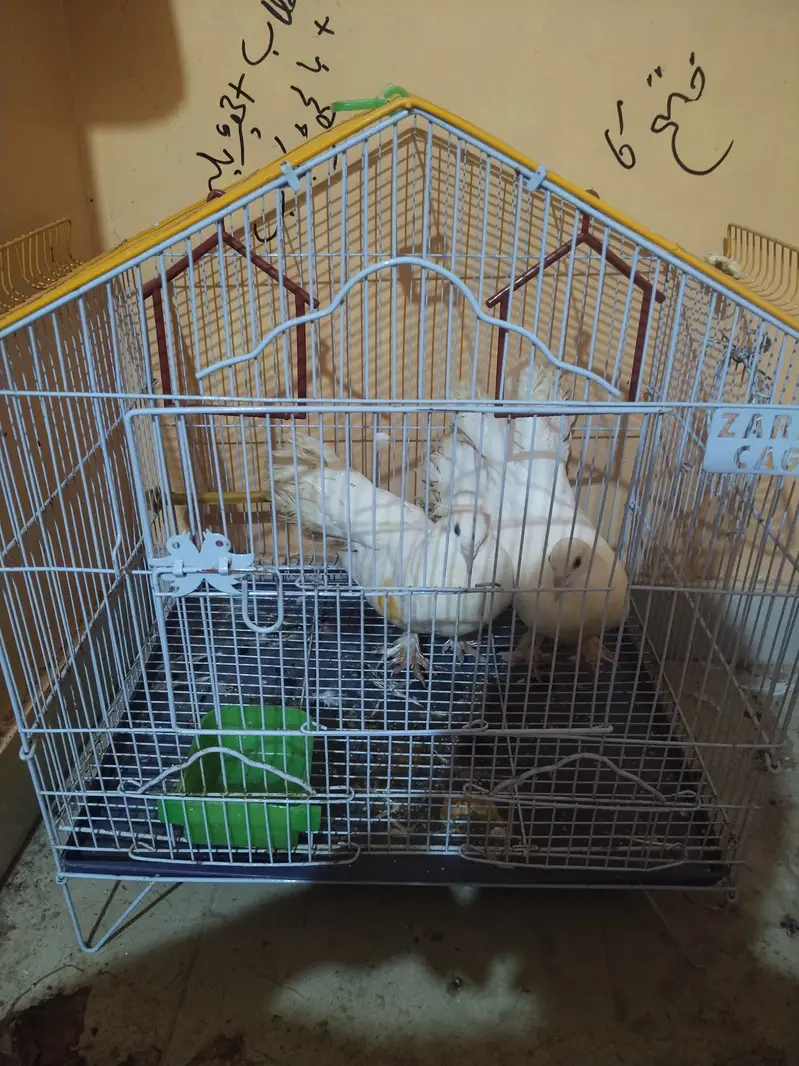 For sale with cage — photo 3