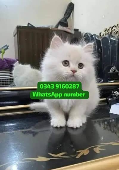 ( Persian Female Kitten ) For sale ( vaccinated )
