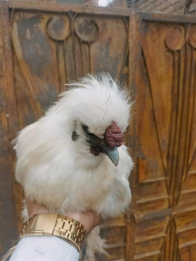 white silky male